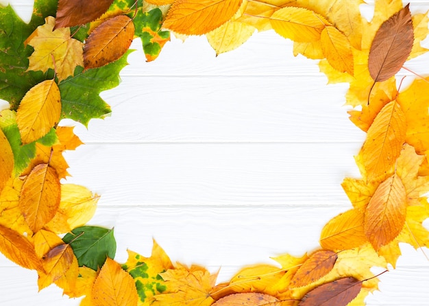Настоящие осенние листья лежат в кругу на белом деревянном фоне. Сезонное фото. Желтые и зеленые цвета с текстурой. Скопируйте космическое место. Ноябрьская открытка.