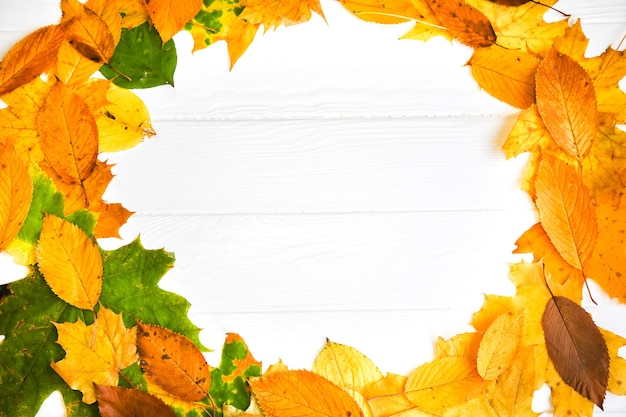 Real autumn leaves lying in a circle on white wooden background. Seasonal photo. Yellow and green colours with texture. Copy space place. November postcard.