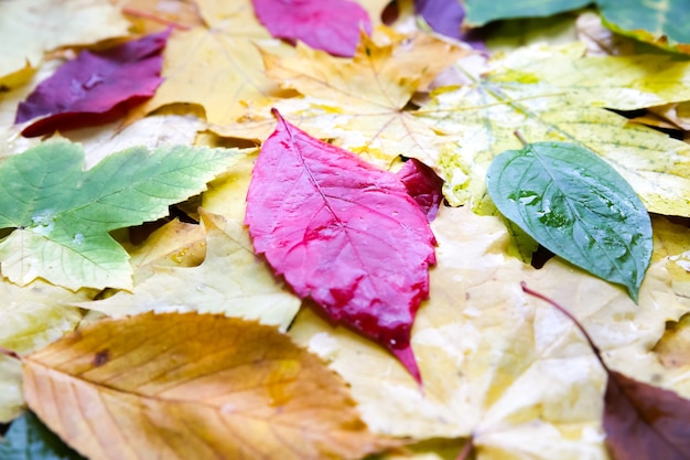 Real autumn leaves lying in rain drops. Seasonal photo. Yellow and green colours with texture. November postcard.