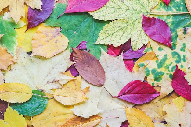 Real autumn leaves. Seasonal colourful photo. Yellow and green colours with texture. Copy space place. November postcard. Beautiful nature.