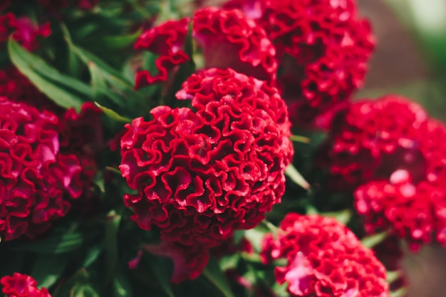 Real beauty nature background Celosia argentea cristata cockscomb crested tropical flower bloom blossom Planted temple Garden Bordeaux red claret colour Pseudocereals alternative to amaranth