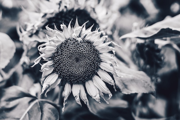 Real beauty nature leaves background sunflower plant flower\
narrow bloom blossom monochrome black white grey contrast tone\
photo sad symbol mood botanic floral design summer end autumn dried\
petal