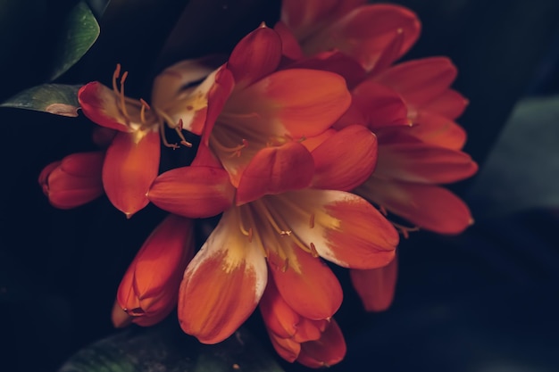 진짜 아름다움 자연 사진 배경 Clivia miniata Natal bush kaffir lily 허브 식물 Amaryllidaceae 깔때기 모양의 꽃 산형 화서 꽃차례 꽃잎 색 주홍 빨강 주황색 노랑 클로즈업 꽃