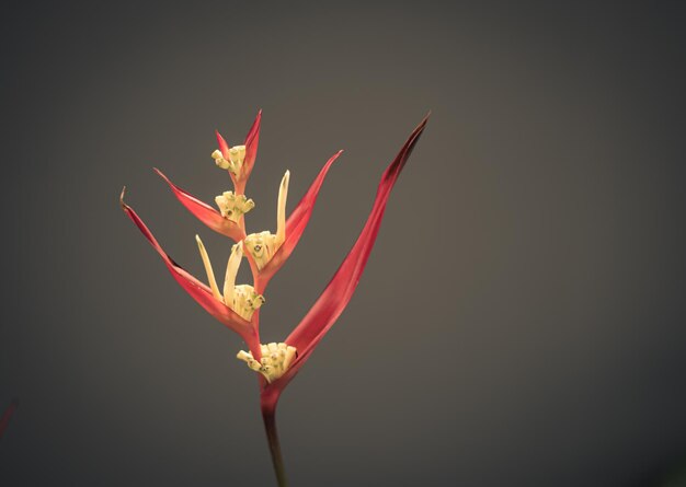 Real beauty nature Strelitzia bird of paradise crane lily plant Red pink blossom tropical exotic unic flower narrow petal yellow bloom Light gray background Copy space Botanic floral design