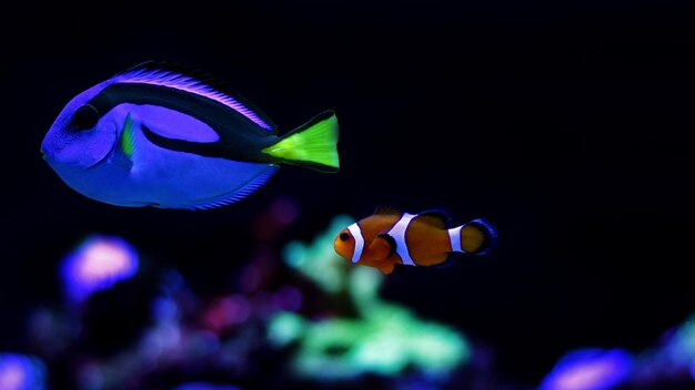 Photo real dory and nemo swimming in marine aquarium tank