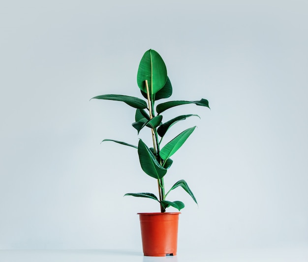 Real ficus plant in a pot on gray background