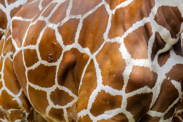 Real giraffe skin pattern texture for background image