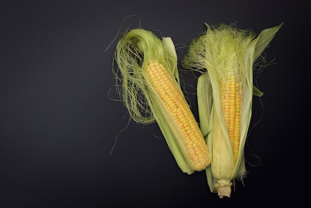 Real harvest Organic corns in husk on black background