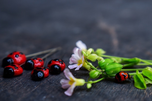 Real Lady Bug and Lady Bug Clay 