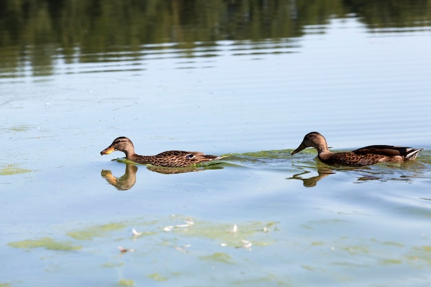 彼らの生息地、野鳥の生活のための自然環境の近くの野生の野生の水鳥のアヒルの実際の生きているアヒル