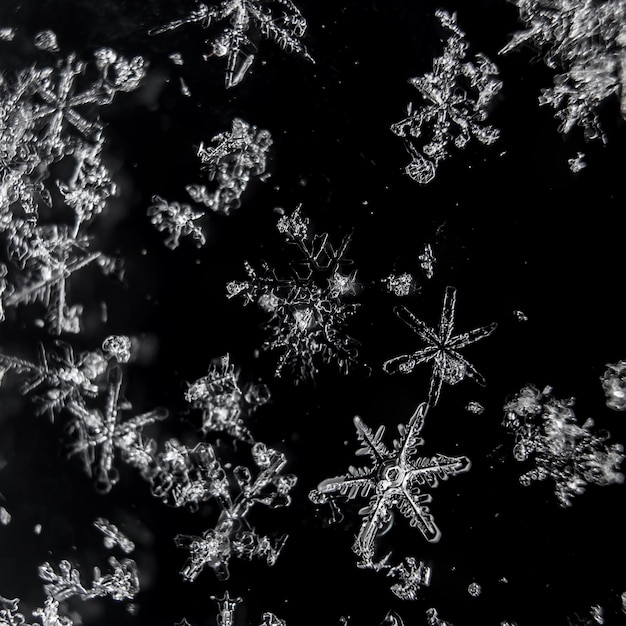 Real macro close-up of a few snowflakes lying on a black background