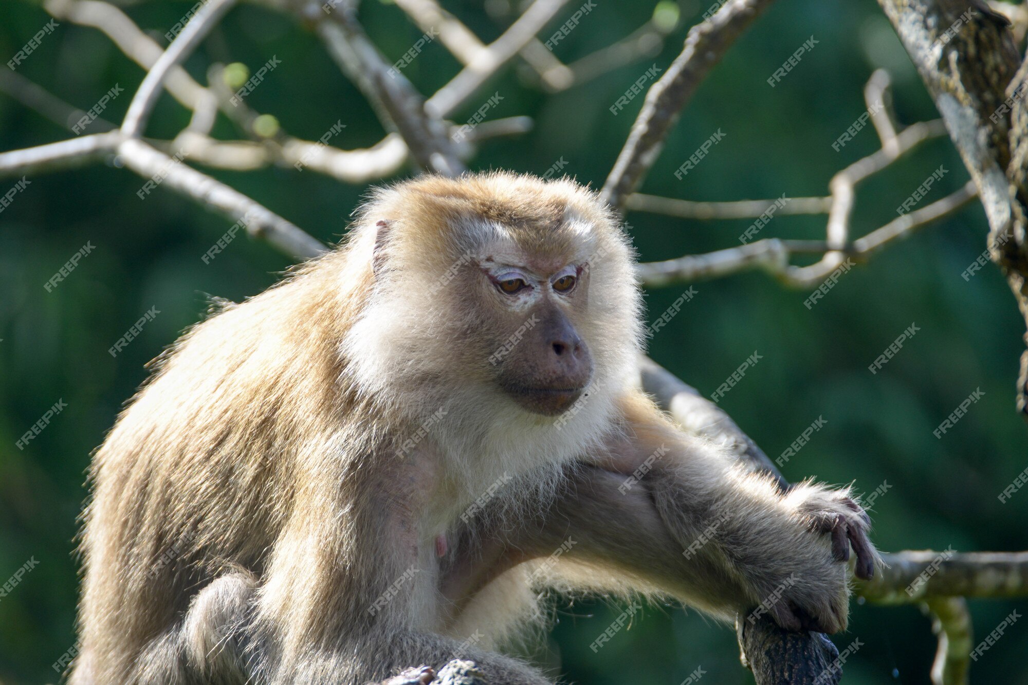 Premium Photo | Real monkey inpark, portrait close up Premium Photo | Real monkey inpark, portrait close up
