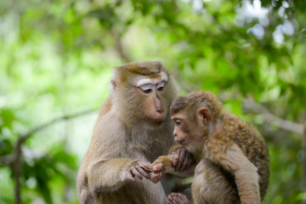 Photo real monkey inpark, portrait close up