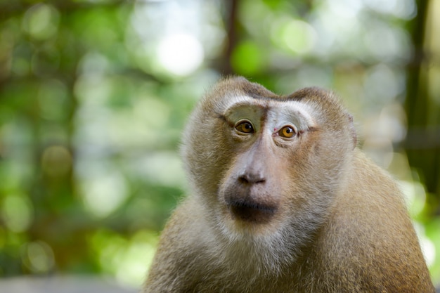 Photo real monkey inpark, portrait close up