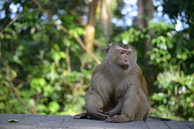 Photo real monkey inpark, portrait close up
