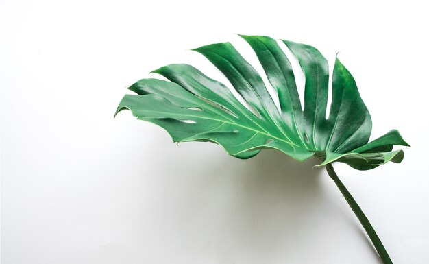 Photo real monstera leaves on white background