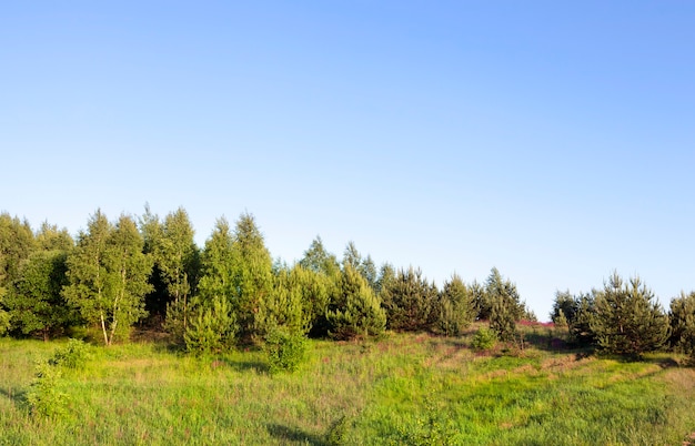 Vera natura con alberi verdi ed erba illuminata dalla luce del sole, vero riposo e distrazione nella natura, fresco riposo e aria