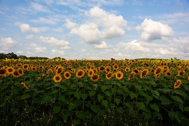 Real Panorama Landscape Of Sunflower fields at cloudy sky along the the way of Saint Jacques du Puy