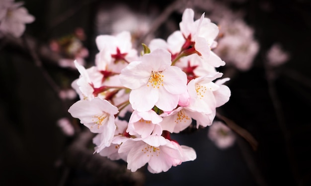 Real pink sakura flowers or cherry blossom close-up and from Naka-Meguro Tokyo Japan.