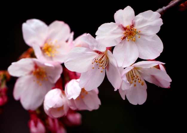 本物のピンクの桜の花または桜のクローズアップと中目黒東京から。