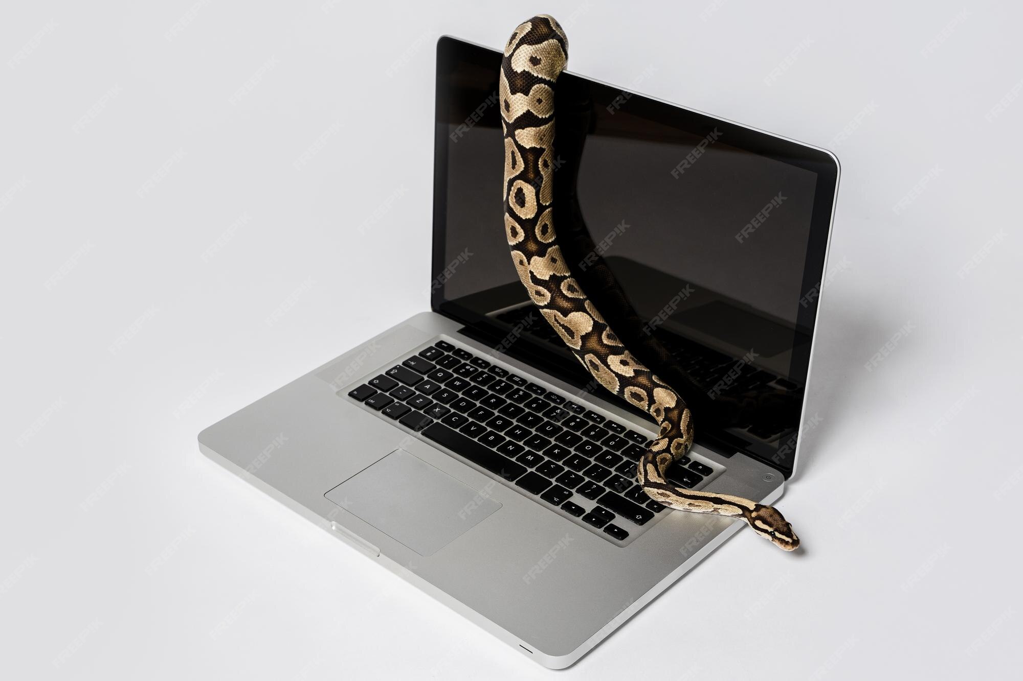 Premium Photo | Real python snake and laptop computer Concept of using ...