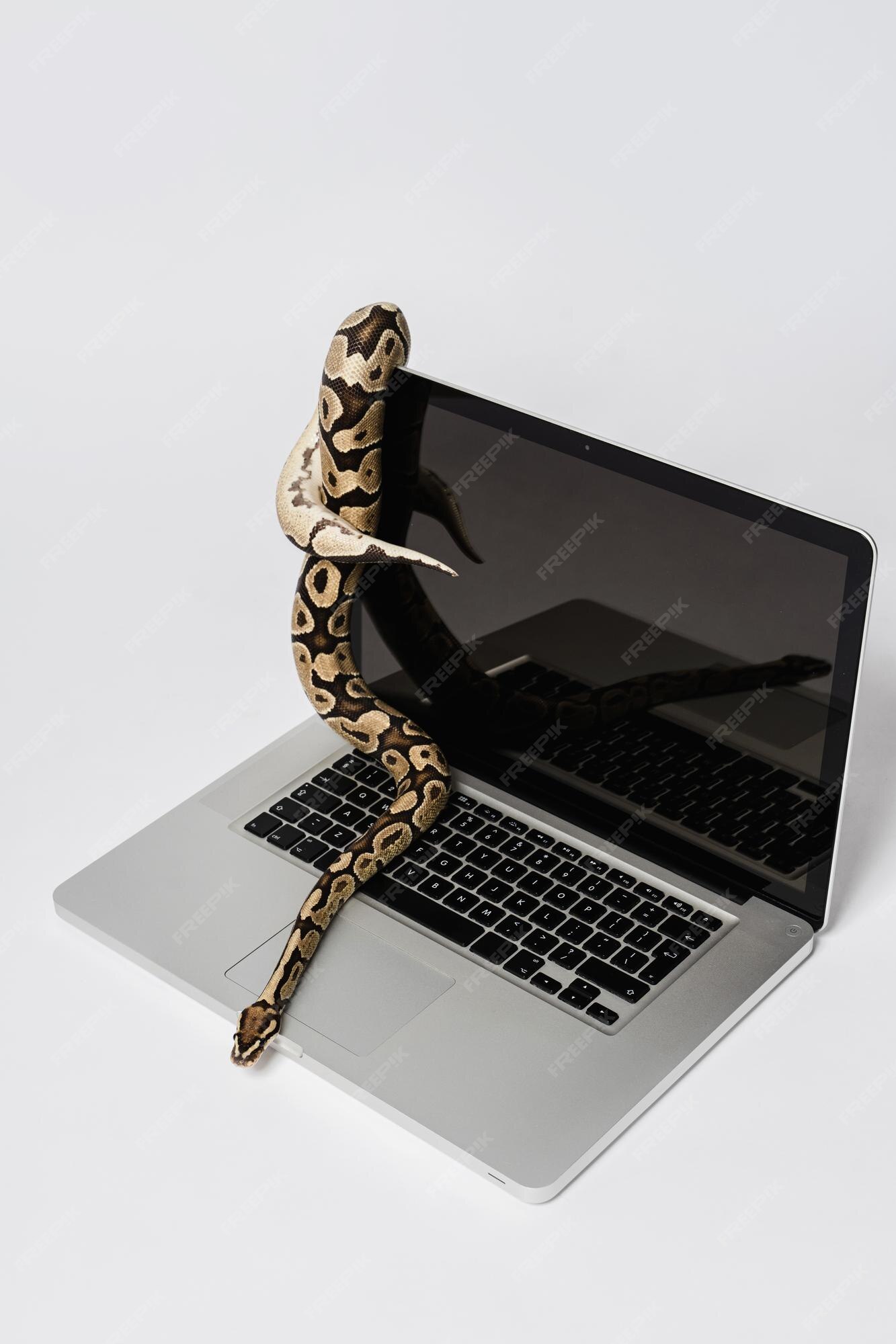 Premium Photo | Real python snake and laptop computer concept of using ...