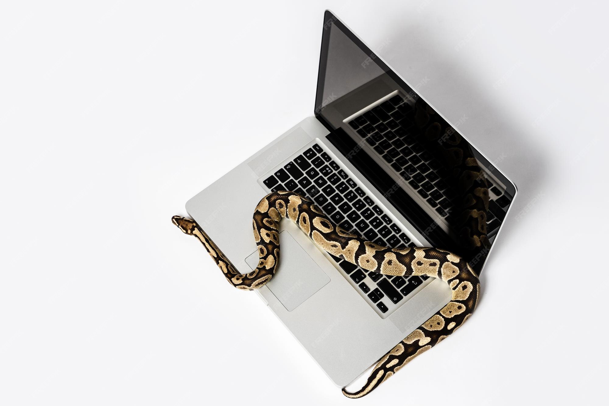Premium Photo | Real python snake and laptop computer concept of using ...