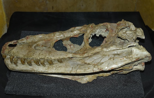 Real scull of Tarbosaurus baatar dinosaur found in Mongolia Gobi desert