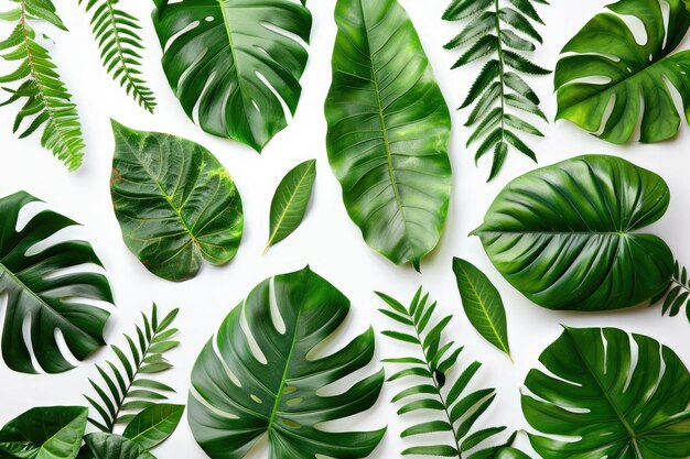 Photo real tropical leaves on white backgroundsbotanical nature conceptsflat lay design