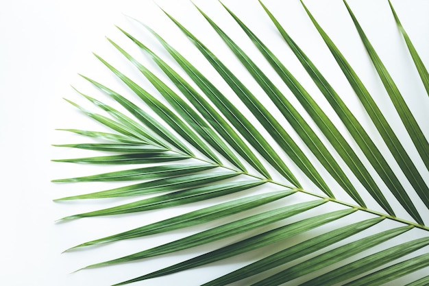 Vera foglia tropicale su bianco