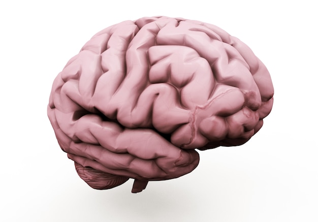 Realistic 3d Illustration of human brain front view isolated on white