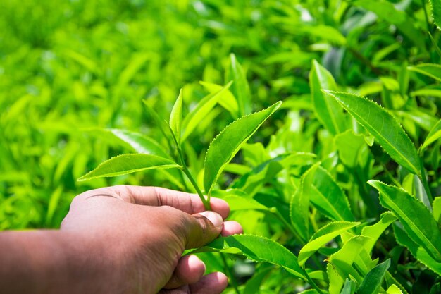 Photo realistic blurry plant leaf outdoors out of frame depth of field day nature