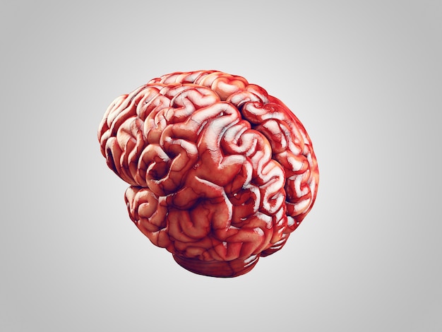 Realistic brain illustration