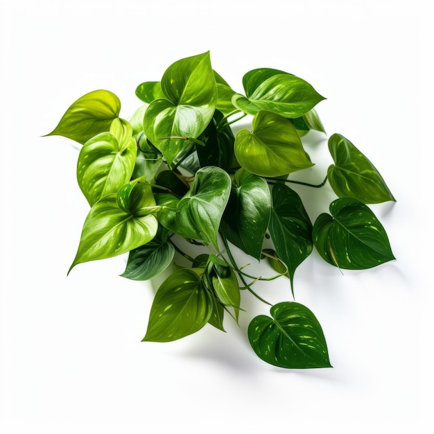 Realistic Commercial Photography Of Pothos On White Table In Hig