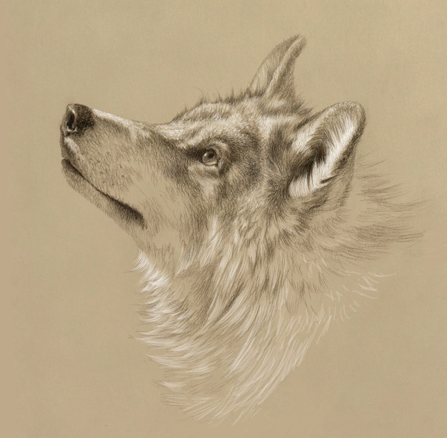 Realistic drawing of a wolf head. Pencil drawing on tinted paper.