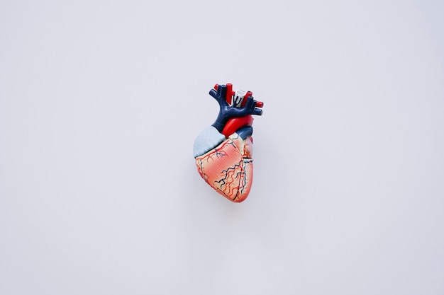 Photo realistic heart with white background