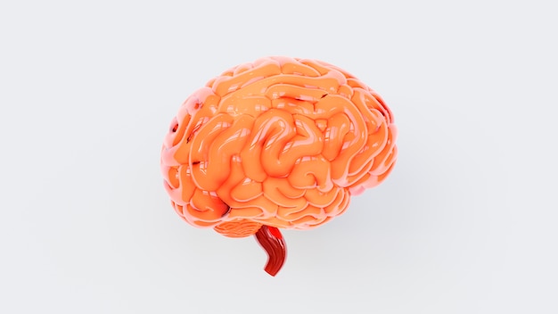 Photo realistic  human brain