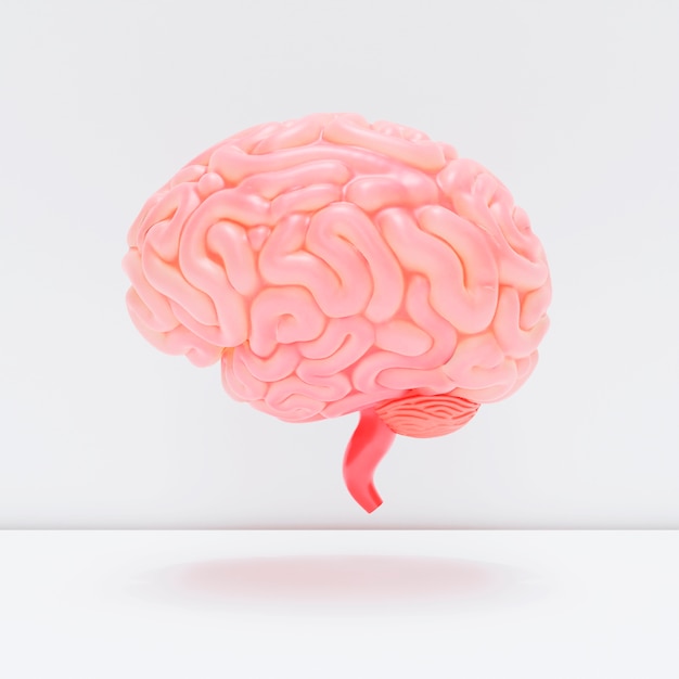 Photo realistic  human brain