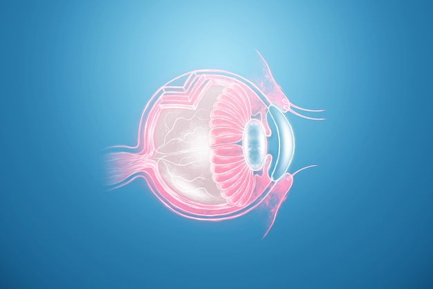 Realistic human eye hologram, cross-sectional cut, side view. Healthcare concept, vision, catheract, ostegmatism, laser eye surgery. 3D illustration, 3D render.