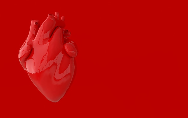 Realistic human heart organ with arteries and aorta 3d rendering