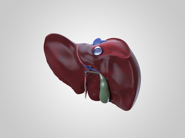 Realistic human liver illustration