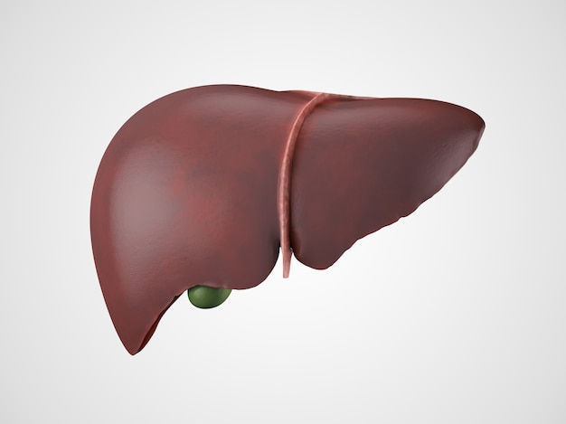 Photo realistic human liver illustration