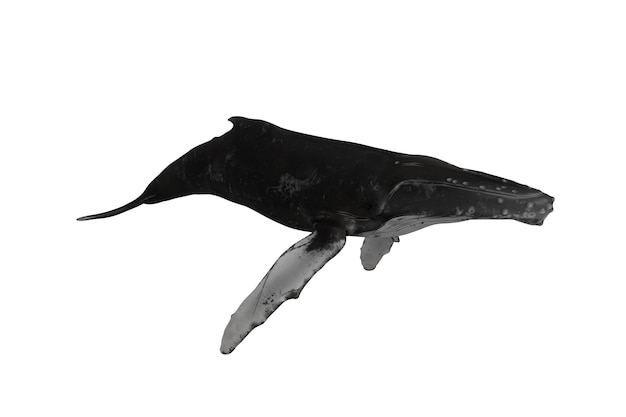 Photo realistic humpback whale 3d rendering