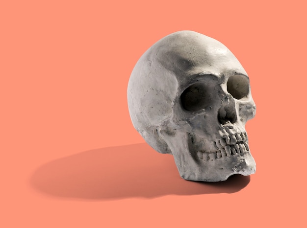 Realistic model of a human skull with teeth angled to the side with a shadow on a orange background