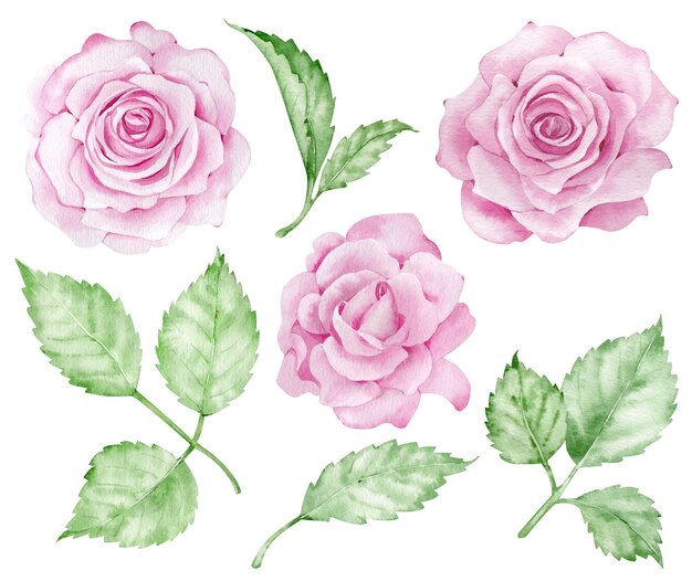 Realistic pink roses clipart