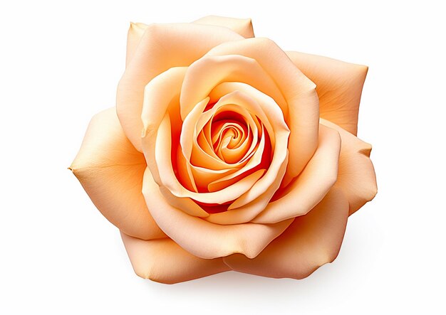 A realistic Rose on a white background product photography