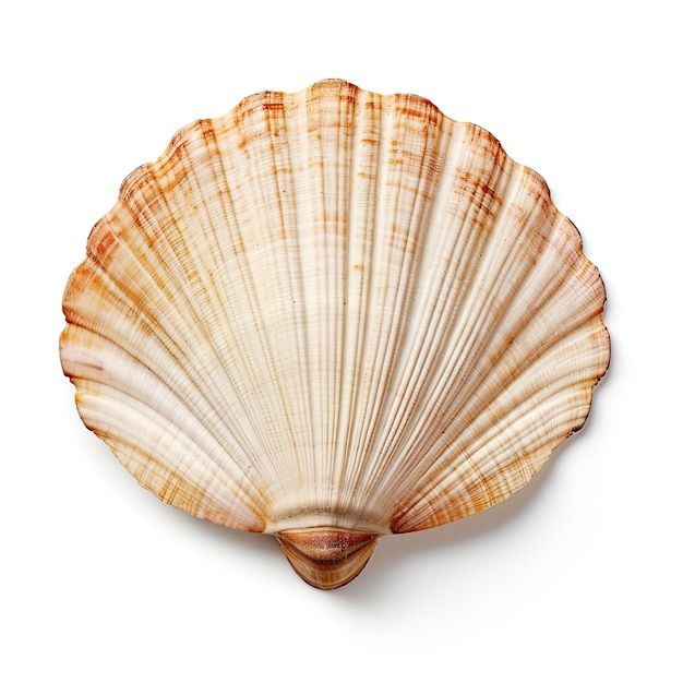 Photo realistic scallop shell on white background