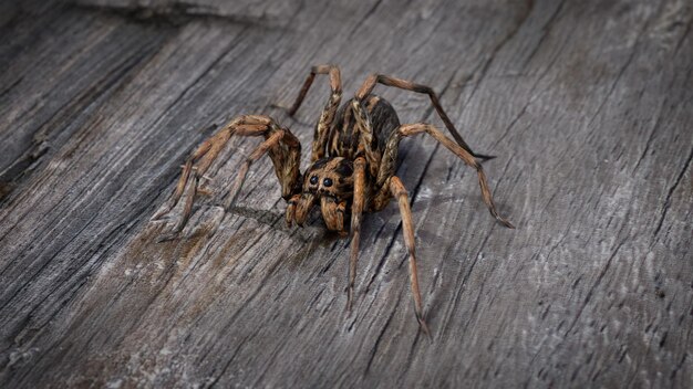 Realistic scary spider in details on wood background