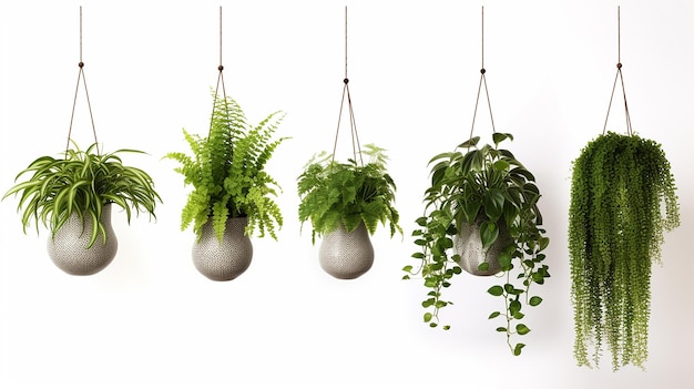 Photo realistic stock photos of hanging plant on white background