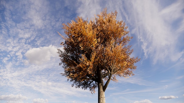 realistic tree with blue sky